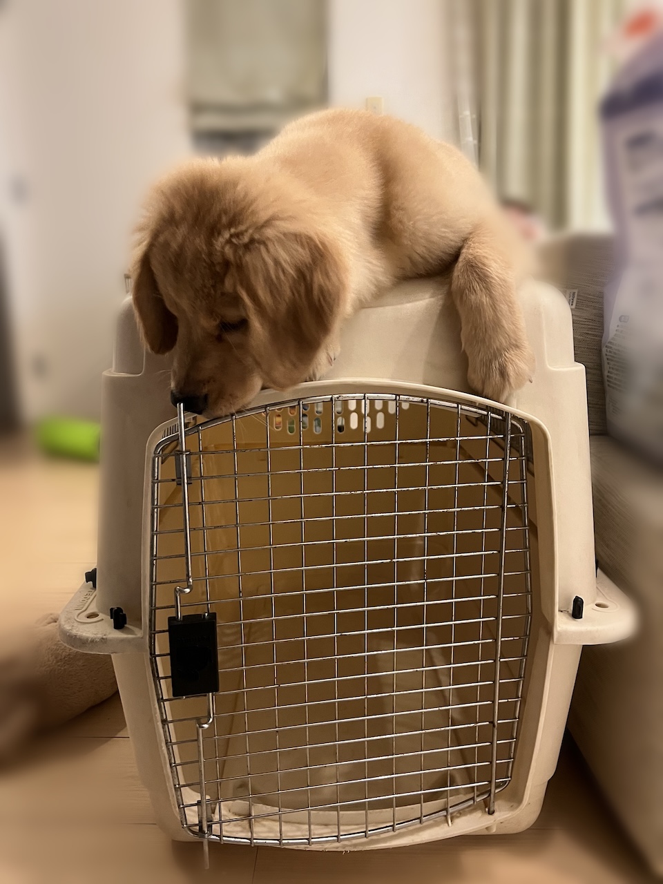 記事のプレビュー画像